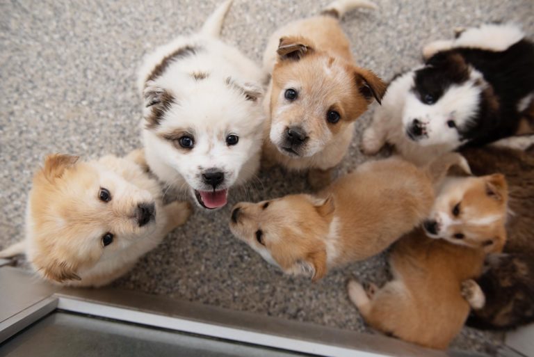 Puppies pose for the camera