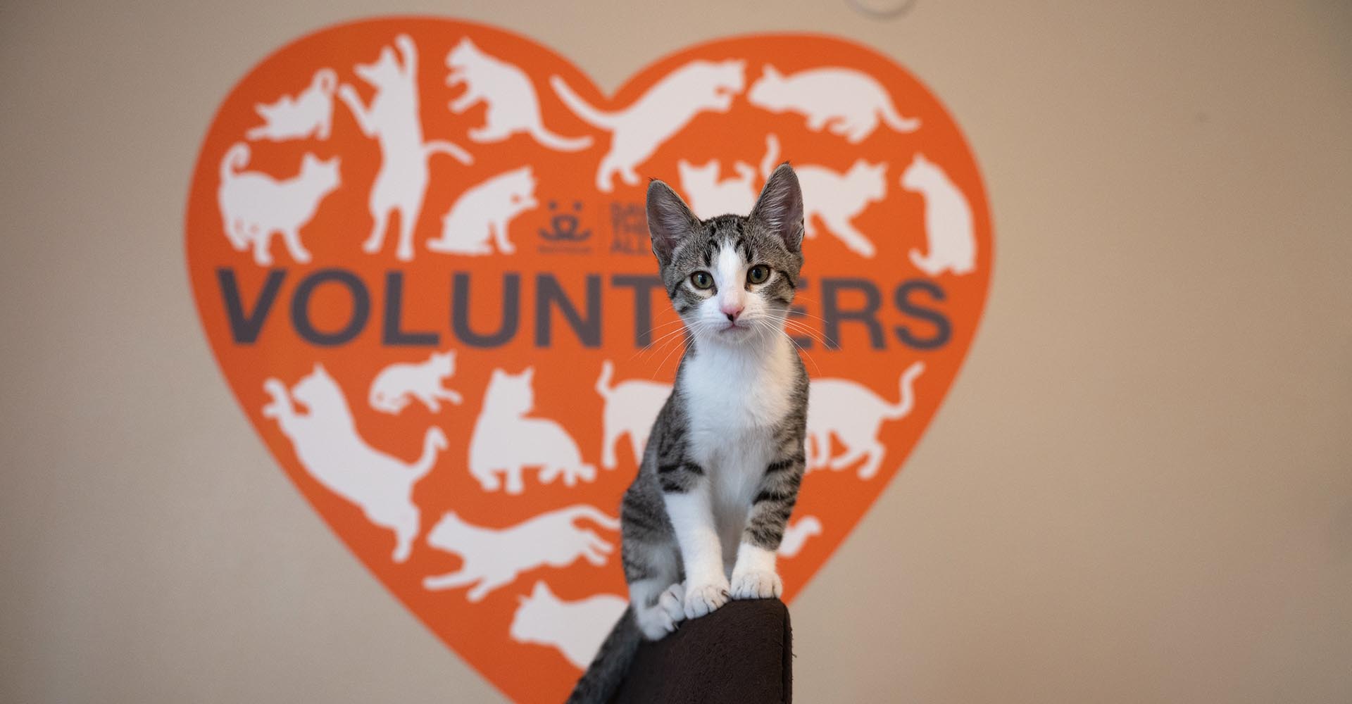 Kitten stands in front of a heart-shaped wall mural with the text "Volunteers" surrounded by images of cats