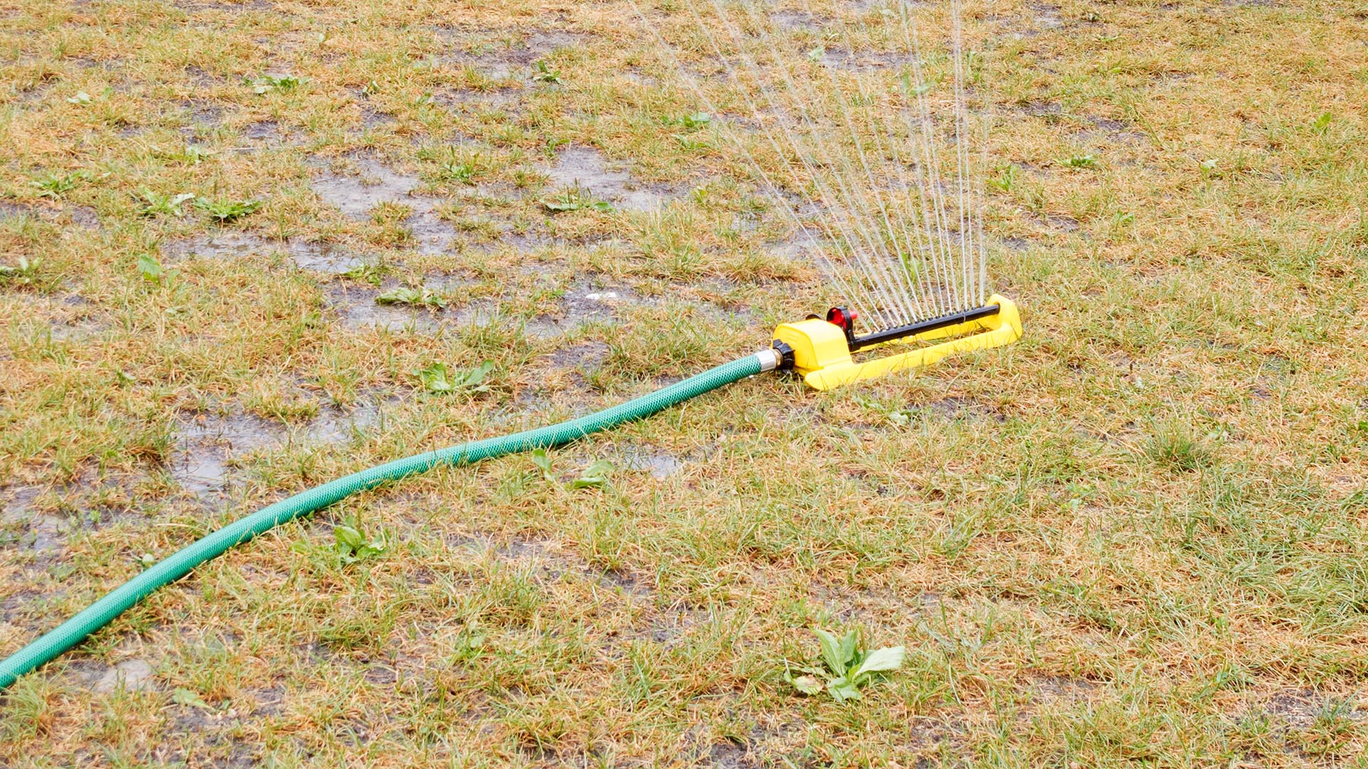 Watering dry lawn with sprinkler
