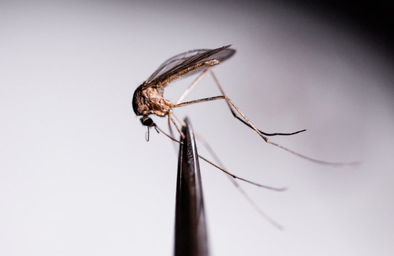 Mosquito in a lab