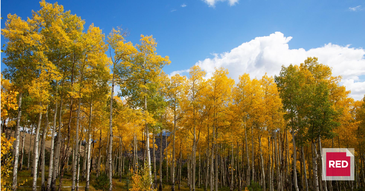 Quaking Aspen: Flaming Forests of Fall - Images