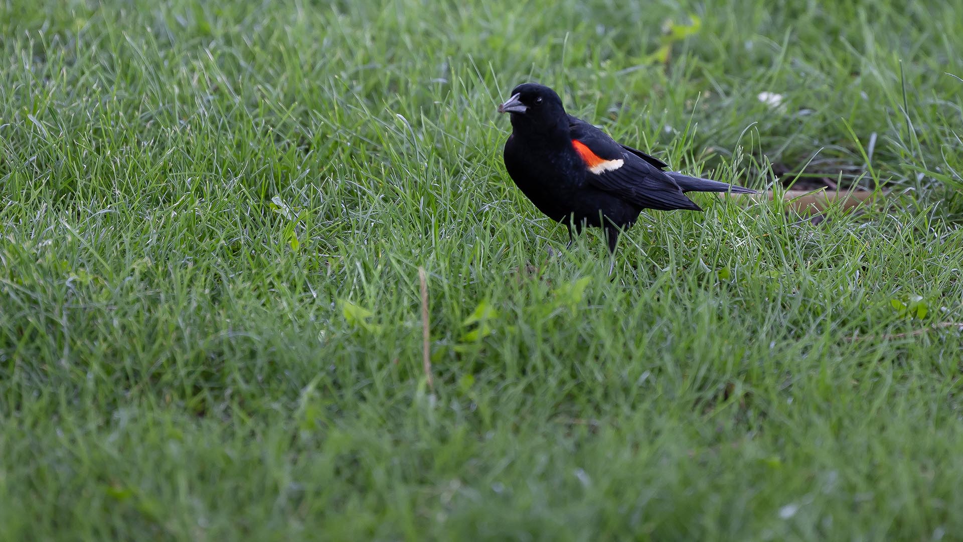 A red-winged blackbird