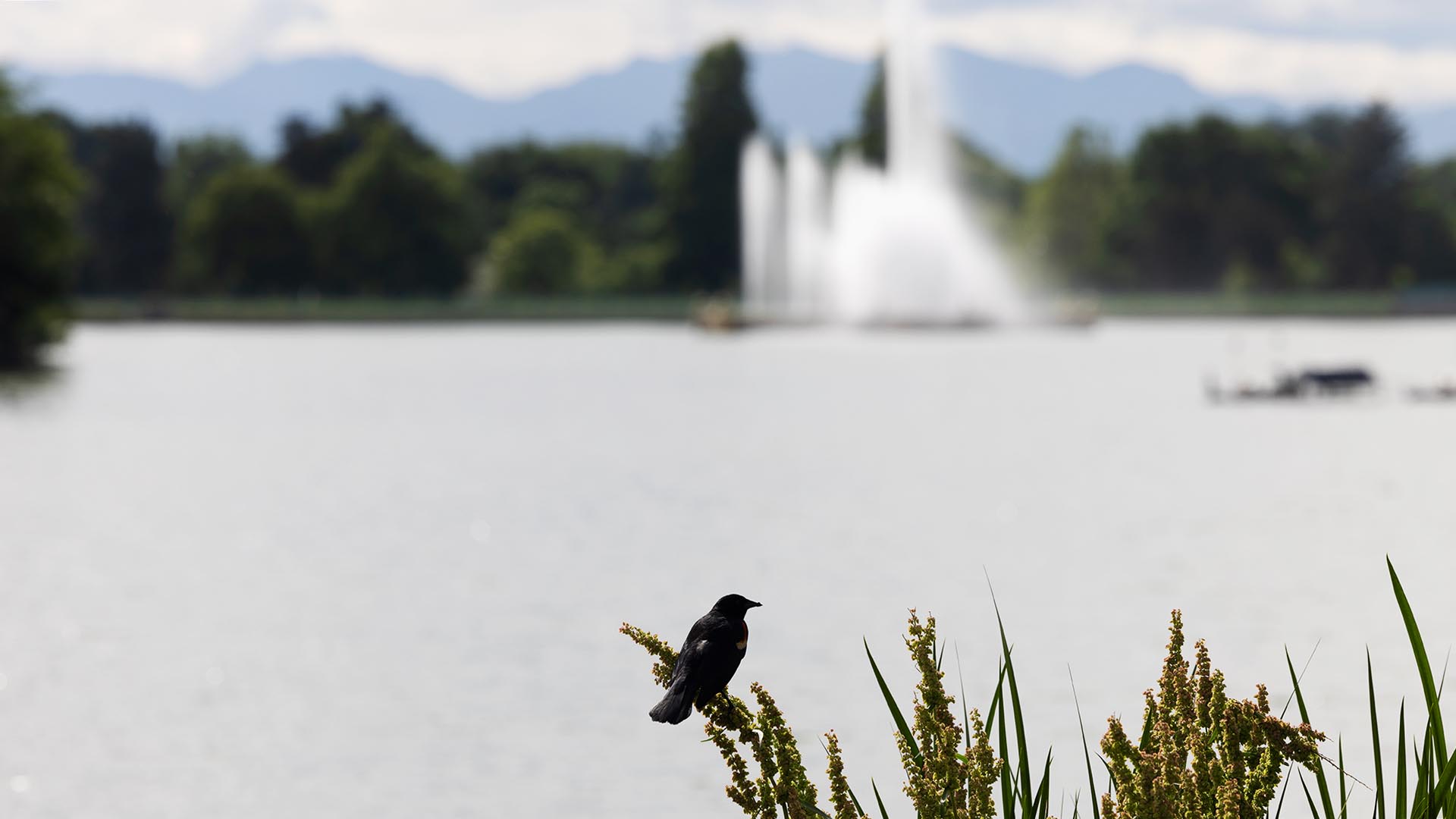 A red-winged blackbird bird takes in the views at City Park