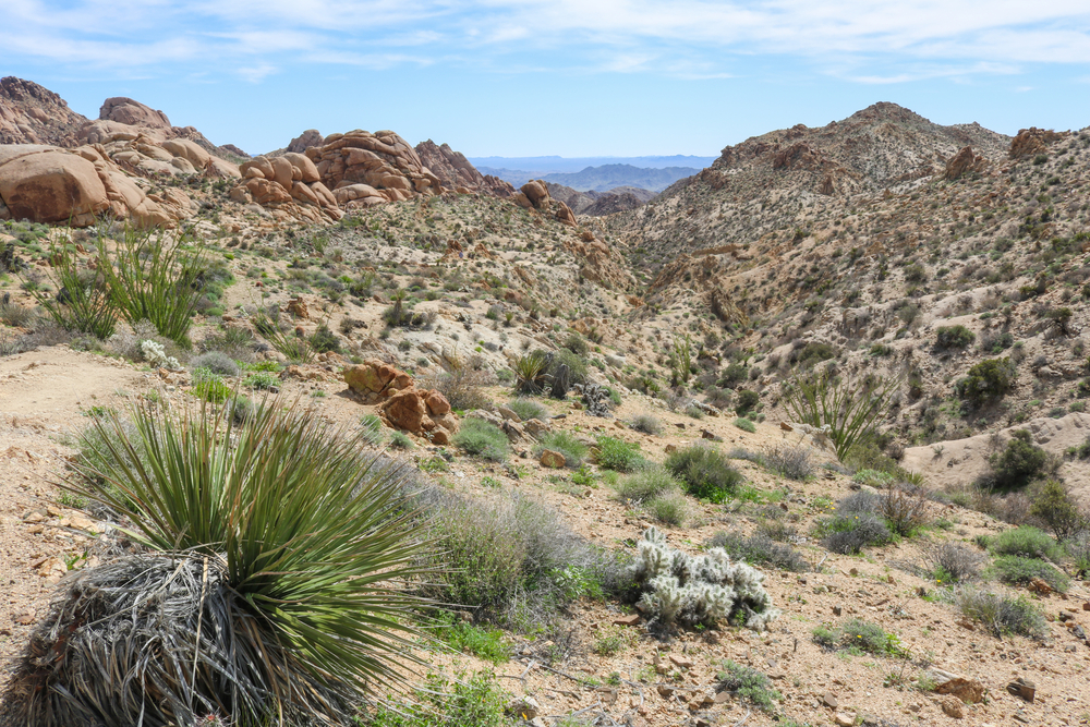 A desert scene in Colorado