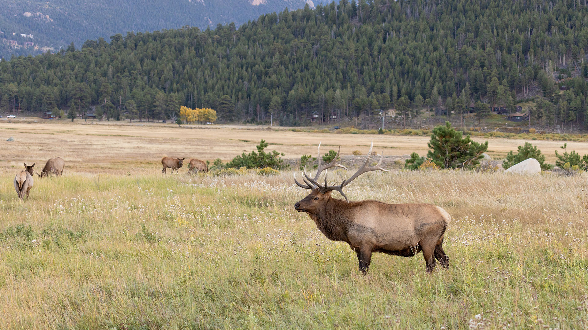 Elk at the Rocky Mountain National Park.