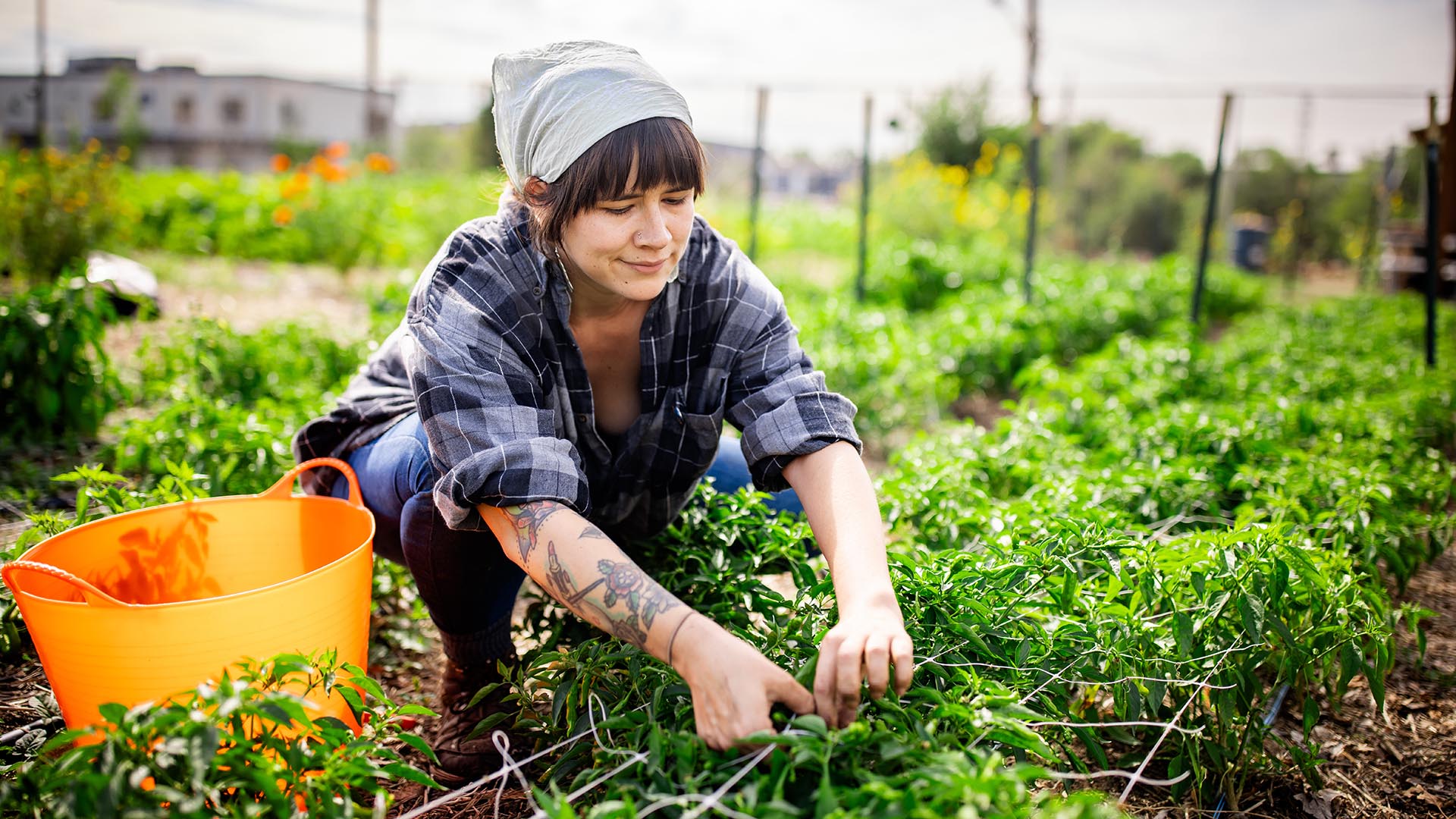 MSU Denver’s Public Health major, Angelica Marley, works at Sprout City Farms harvesting vegetables