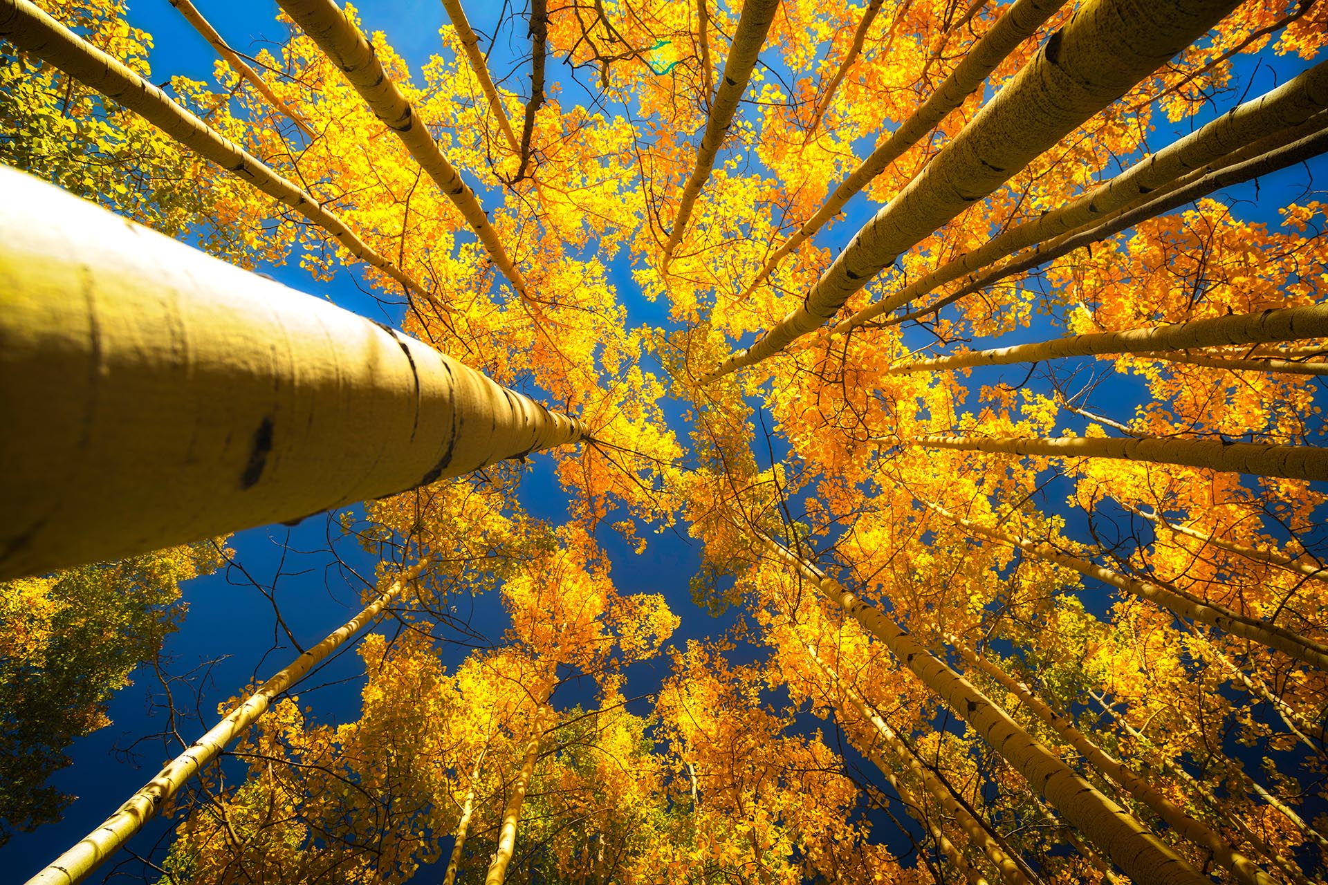 Upper view of the Aspen trees in the fall season with clear blue skies showing through