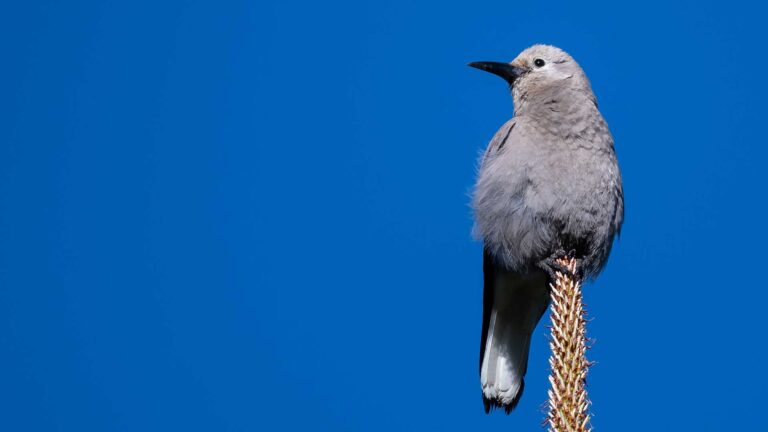 Clark's Nutcracker Perched High in the Tree Tops