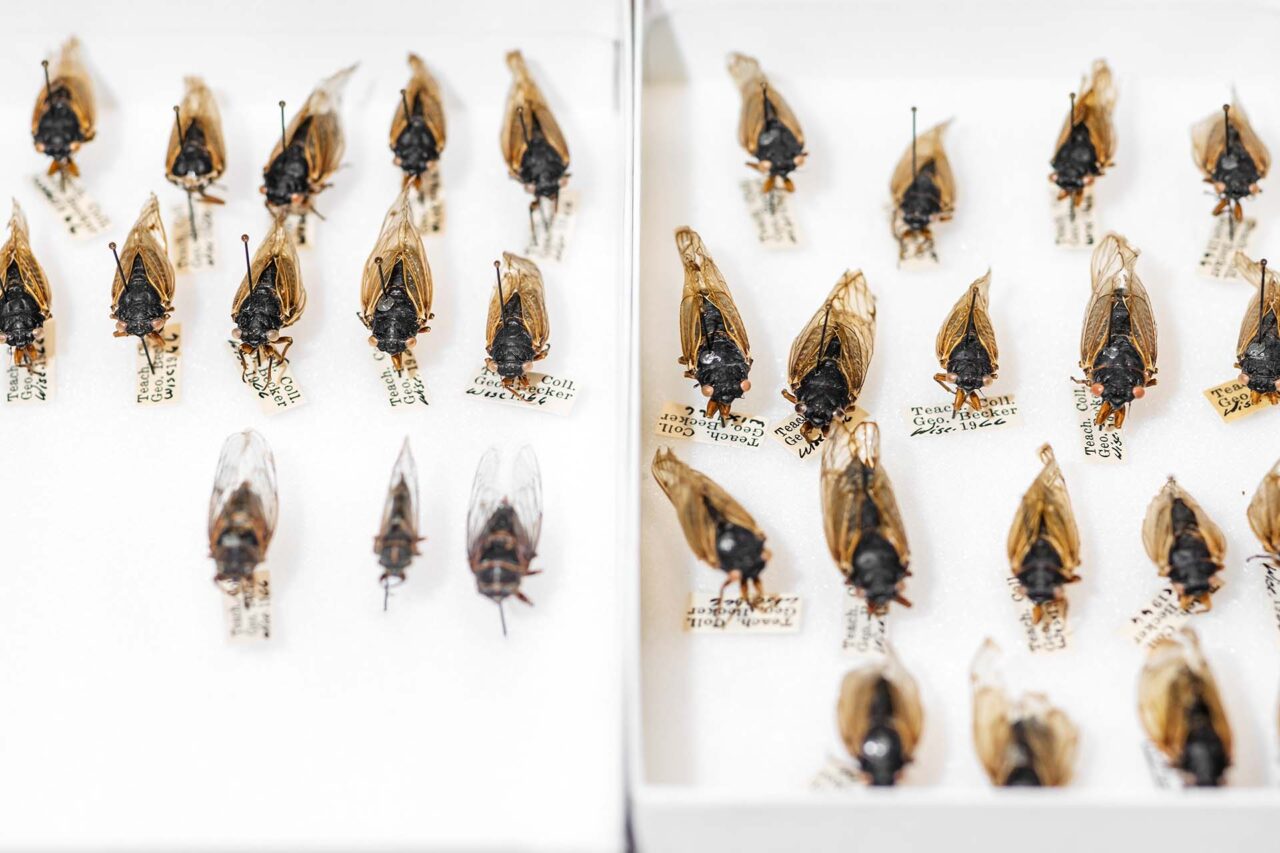 Cicadas from MSU Denver entomologist Bob Hancock's collection.