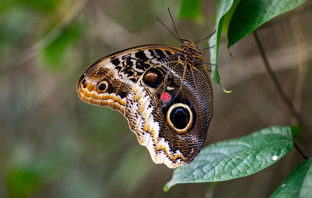 A butterfly at the Butterfly Pavilion