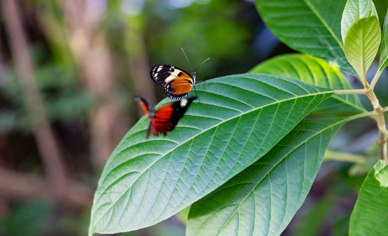 Butterflies on leaf