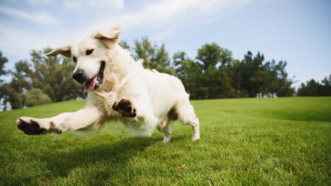 Golden Retriever plays with a ball.