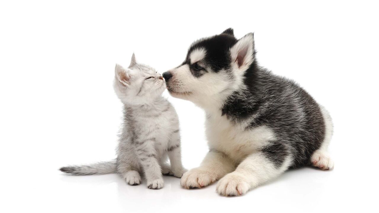 Cute puppy kissing cute tabby kitten on white background isolated