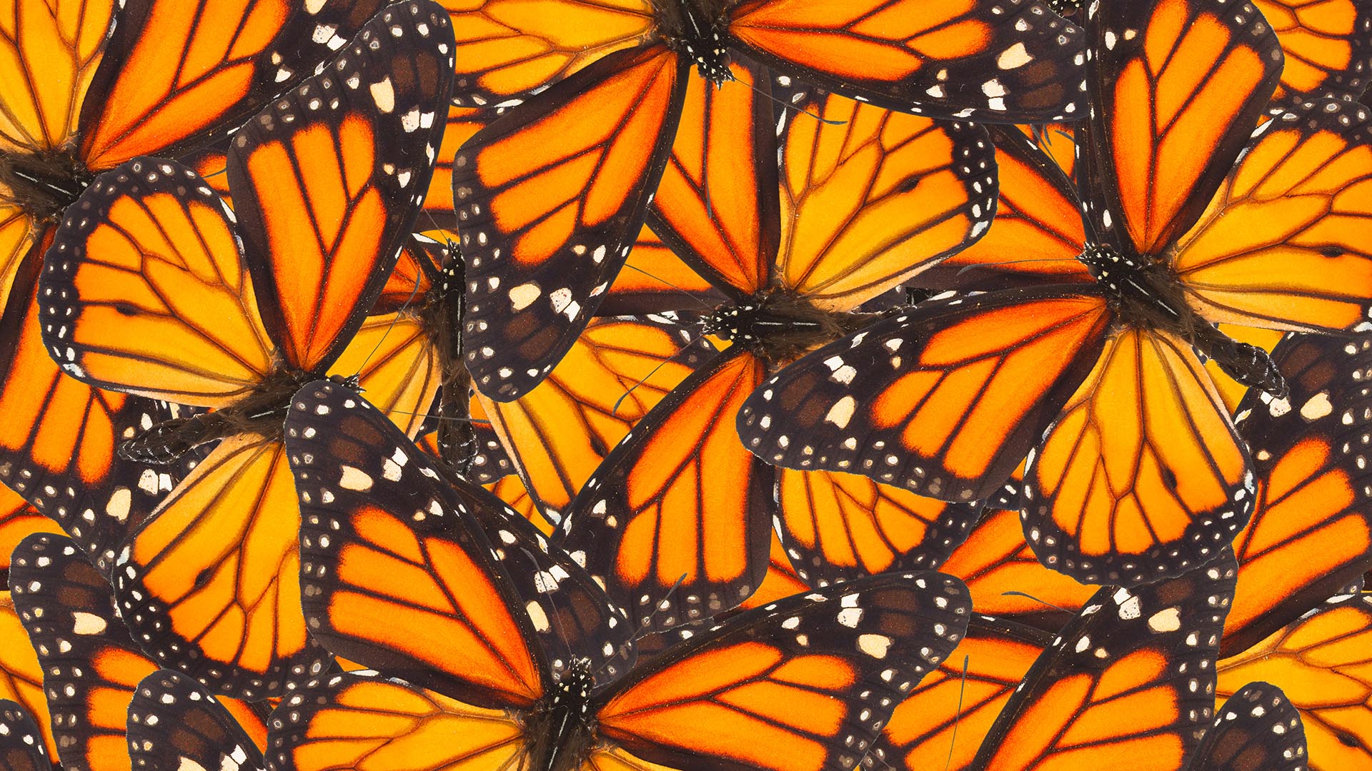 Where did all the monarch butterflies go?