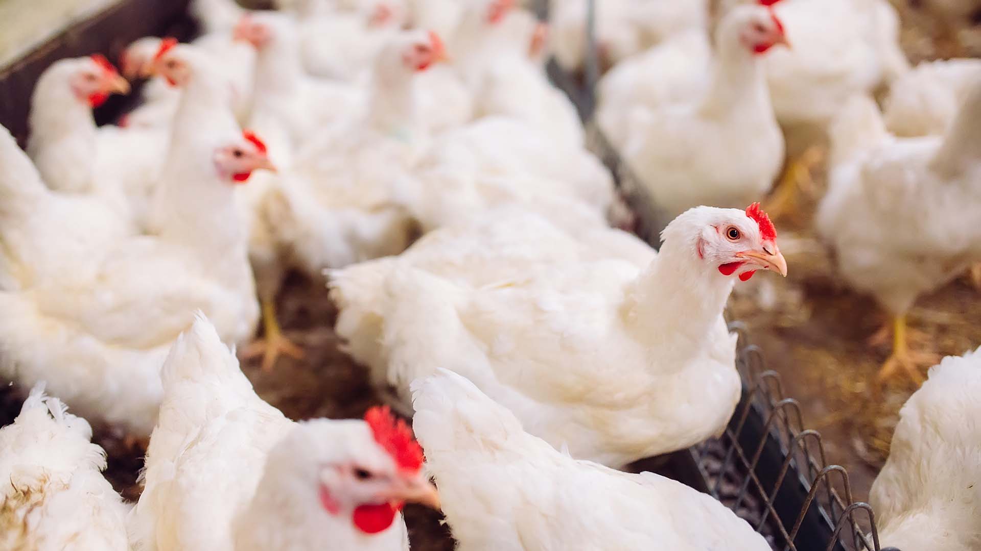 Why bird flu isn’t the next pandemic — yet