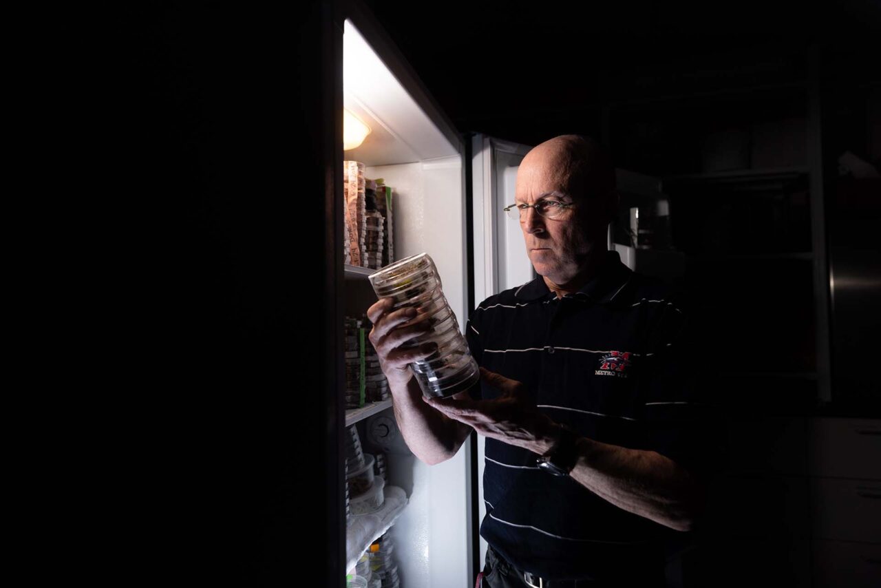 Bob Hancock, Ph.D., examines a sample set of Colorado mosquitos from prior surveillance years