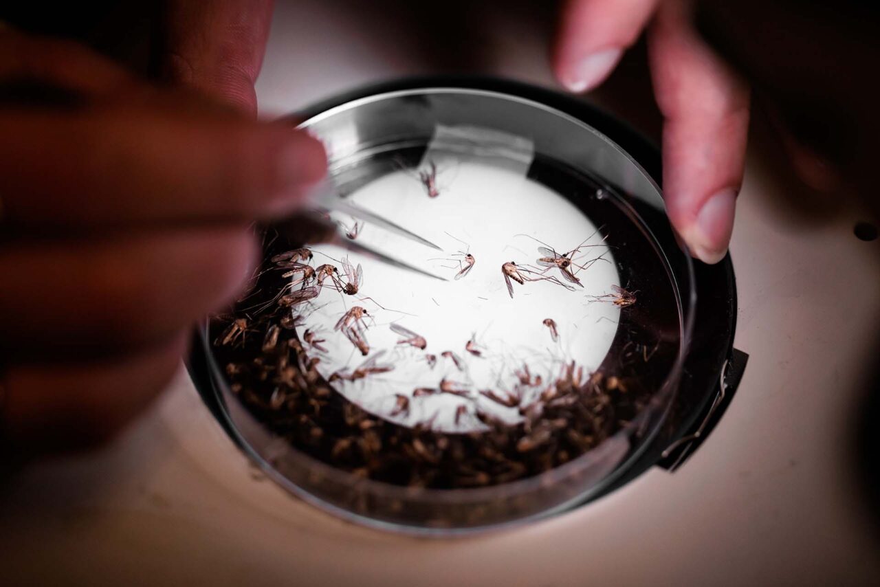 Mosquito specimens are taxonomically sorted by species under a dissection microscope.