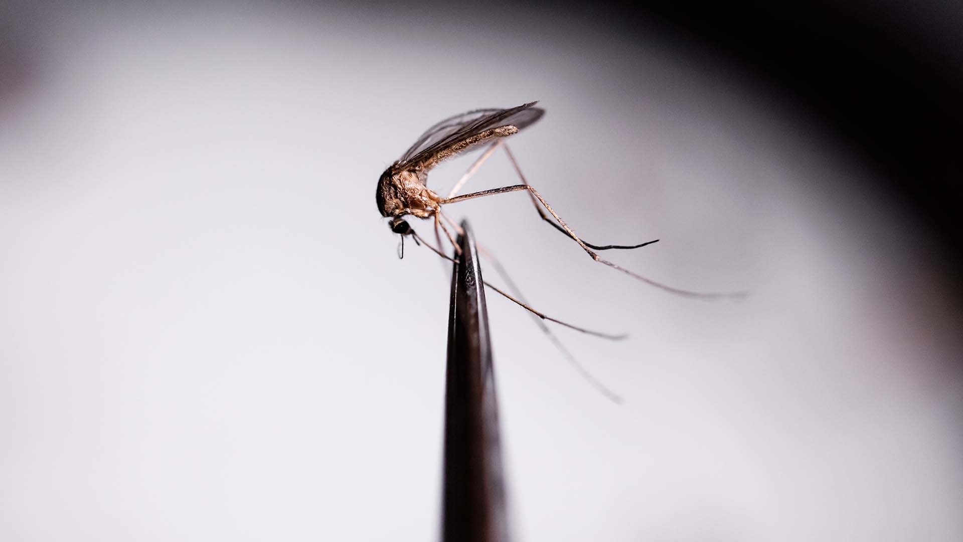 Colorado’s wet weather fuels West Nile virus risks