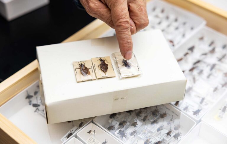 Biology professor Robert G. Hancock, Ph.D., points to a Colorado kissing bug specimen, seen next to the larger Texas kissing bug specimens.