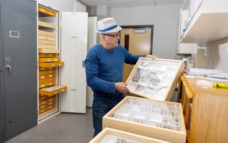Biology professor Robert G. Hancock, Ph.D., looks at bug specimens in his lab.