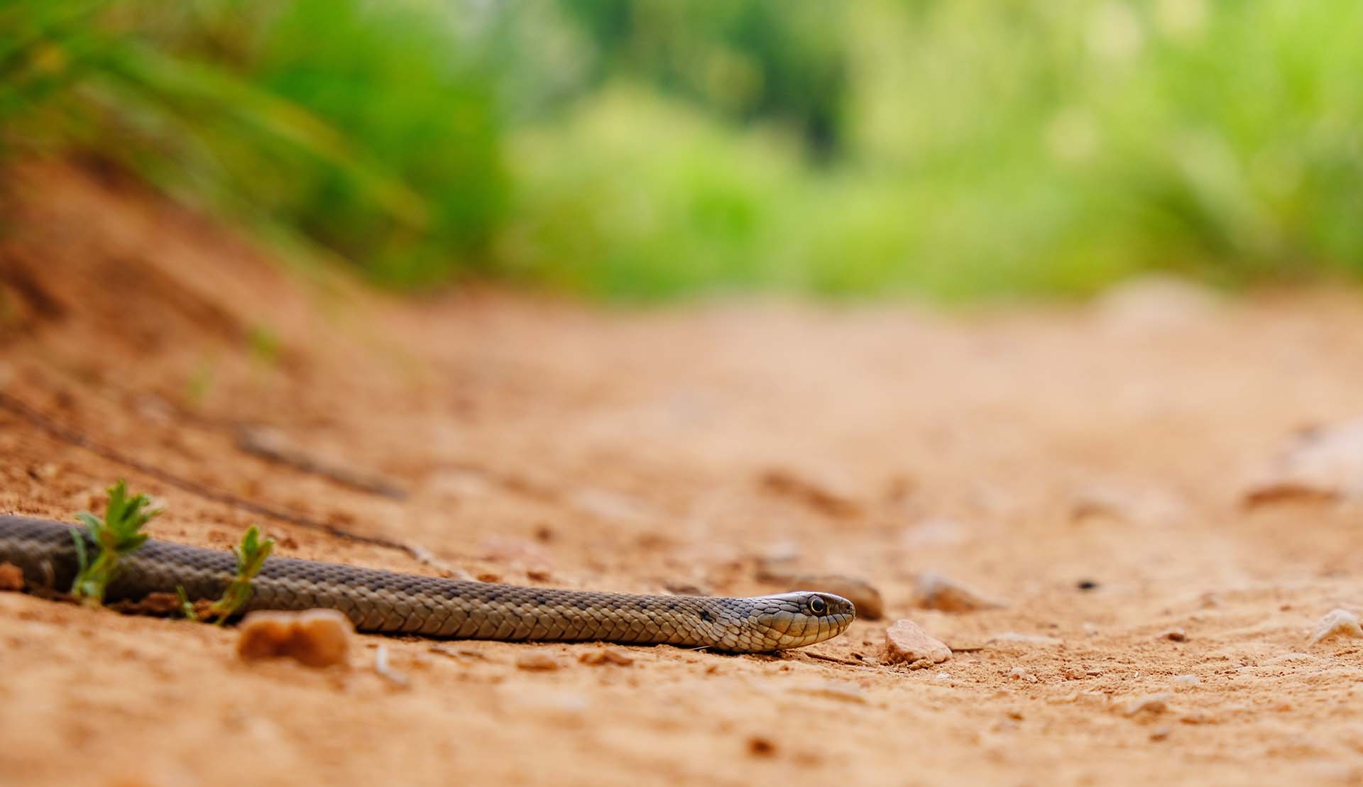 Garter snake