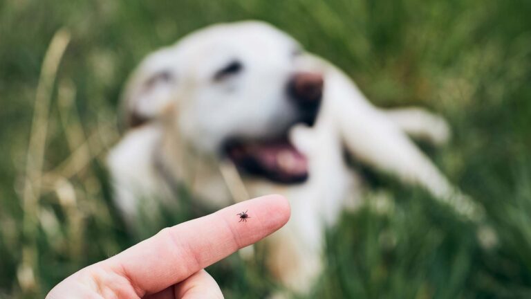 Close-up view of tick on human finger against dog lying in grass.