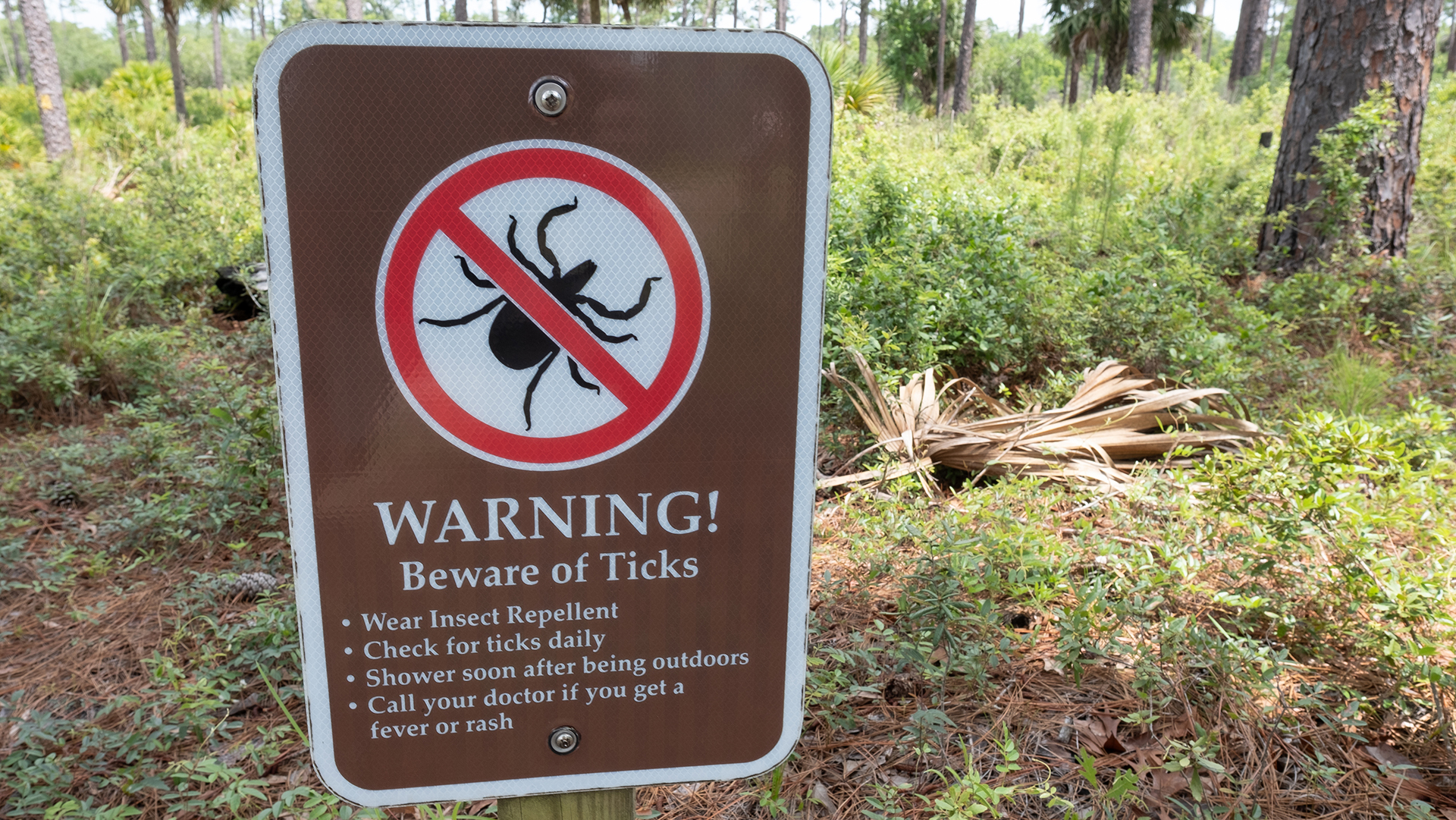 What you need to know about ticks as the weather heats up