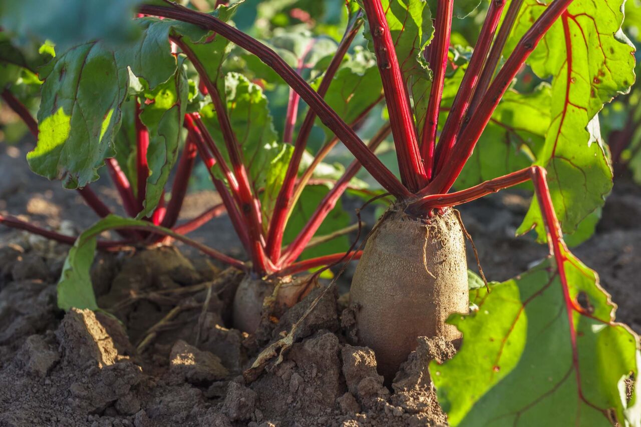 Rows of sugar beet in field. Rural scene. Crop and farming