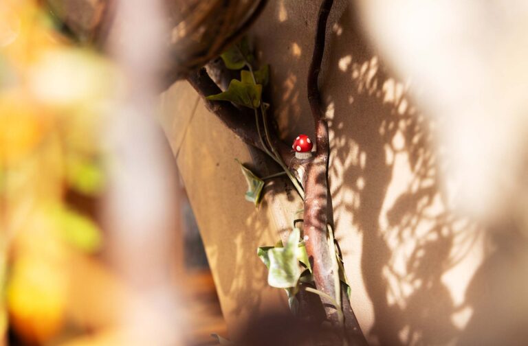 A detail shot of a mushroom outside the hobbit house